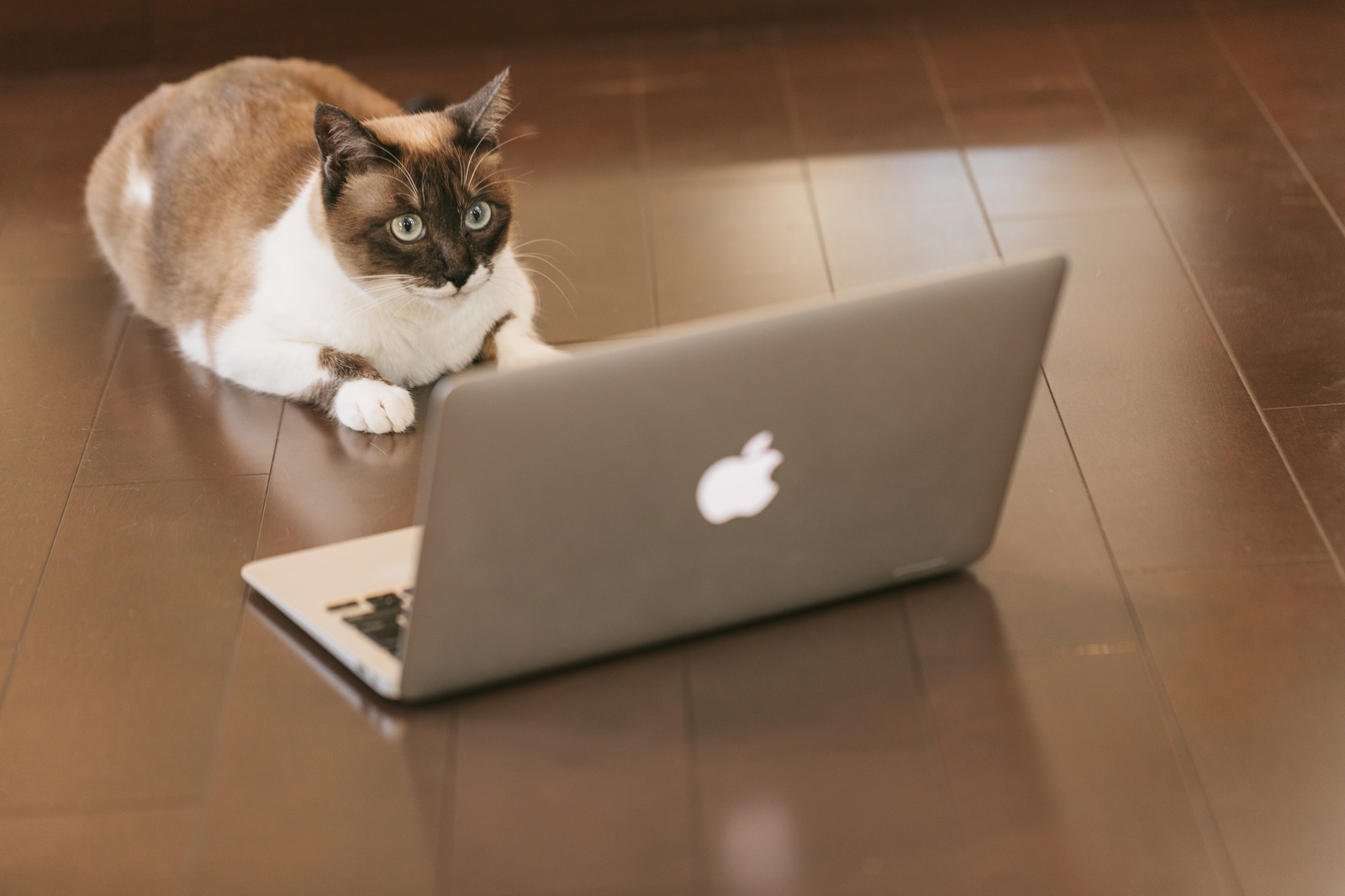 cat9v9a9145_tp_v-1